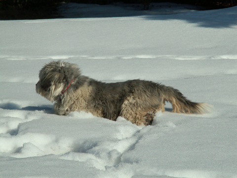 dog in alberta