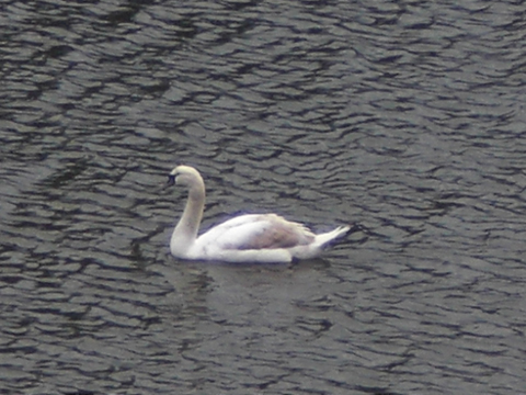 Swan